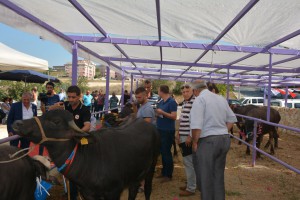 23912295563103029620DSC_5023_1024x683