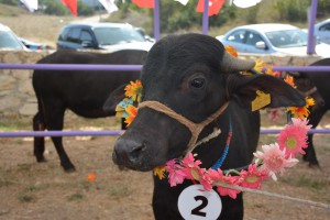 30452255792716421930DSC_5001_1024x683